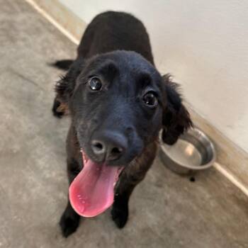 Sagebrush -  Dachshund and Australian Shepherd Dog for Adoption in Pullman, Washington - Sagebrush | PetCurious