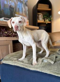 Terrier and Labrador Retriever Dogs Available for Adoption in Irwin, Pennsylvania - Petunia Pig | PetCurious