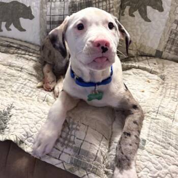 Rescue Mixed Breed Dogs for Adoption in Ottawa Hills, Ohio - Pretzel | PetCurious