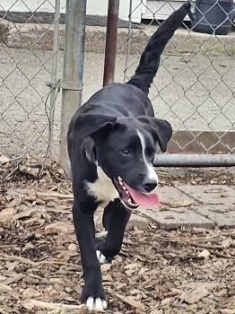 Labrador Retriever and Feist Dogs Available for Adoption in Ringwood, New Jersey - Ricky | PetCurious