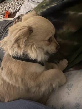 OLLIE -  Pomeranian and Chihuahua Dog for Adoption in Broomfield, Colorado - OLLIE | PetCurious