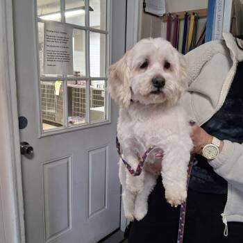 Shih Tzu and Mixed Breed Dogs Available for Adoption in Oxford, Michigan - Bernie | PetCurious