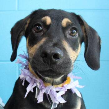 Vader -  Mixed Breed Dog for Adoption in Lansing, Michigan - Vader | PetCurious