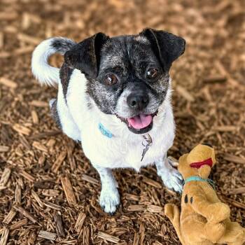 Vicky -  Pug and Mixed Breed Dog for Adoption in Boerne, Texas - Vicky | PetCurious