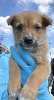 A827551 -  Shepherd and Mixed Breed Dog for Adoption in San Antonio, Texas - A827551 | PetCurious