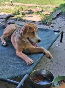 Lucky Lassies :  Cassidy -  Labradoodle and Australian Shepherd Dog for Adoption in Aurora, Indiana - Lucky Lassies :  Cassidy | PetCurious
