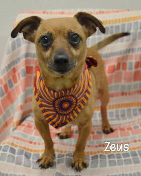 Zeus -  Dachshund Dog for Adoption in Grand Bay, Alabama - Zeus | PetCurious