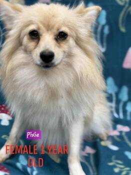 Rescue Pomeranian Dogs for Adoption in Wheelersburg, Ohio - Pixie | PetCurious