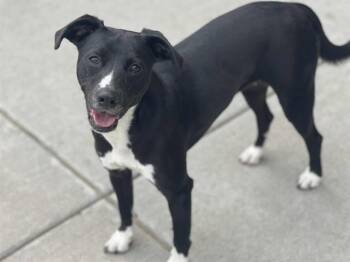PHOEBE MINROE -  Labrador Retriever and Pit Bull Terrier Dog for Adoption in Tulsa, Oklahoma - PHOEBE MINROE | PetCurious
