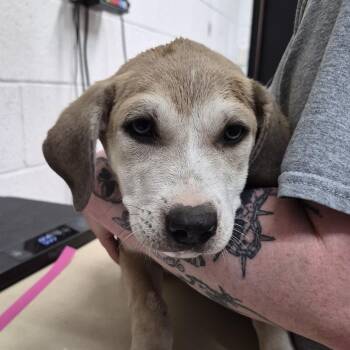 Snookums -  Mixed Breed Dog for Adoption in Ardmore, Oklahoma - Snookums | PetCurious