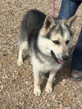 Husky Dogs Available for Adoption in Hot Springs, South Dakota - Lakota | PetCurious