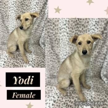 Golden Retriever Dogs Available for Adoption in Manchester, Connecticut - Yodi | PetCurious