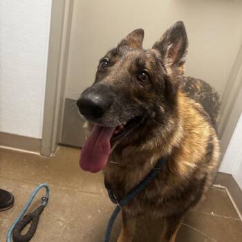 Schatzi -  German Shepherd Dog Dog for Adoption in Tulsa, Oklahoma - Schatzi | PetCurious