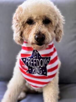Rescue Poodle Dogs for Adoption in Mukwonago, Wisconsin - Iao | PetCurious