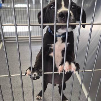 Bug -  Terrier Dog for Adoption in Montgomery, Alabama - Bug | PetCurious