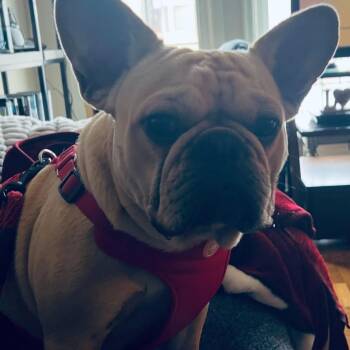 Orson -  French Bulldog Dog for Adoption in Pacifica, California - Orson | PetCurious