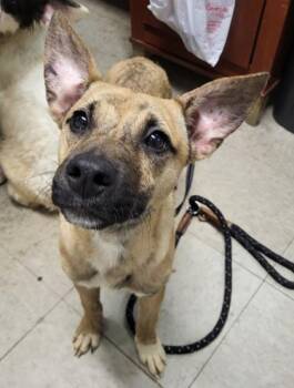 Mixed Breed Dogs Available for Adoption in Hobart, Indiana - Courage | PetCurious