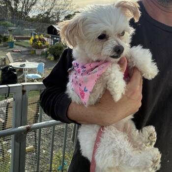 Maltese and Mixed Breed Dogs Available for Adoption in San Pablo, California - Calla Lily | PetCurious