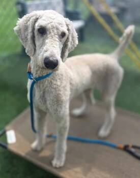 FELIX -  Mixed Breed Dog for Adoption in Columbia, South Carolina - FELIX | PetCurious