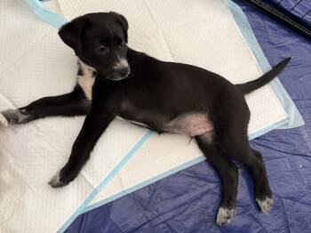 DRACO -  Retriever and Labrador Retriever Dog for Adoption in Broomfield, Colorado - DRACO | PetCurious
