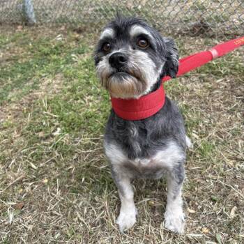 Miniature Poodle and Miniature Schnauzer Dogs Available for Adoption in Yucaipa, California - Shiny | PetCurious