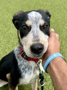 Tuck -  Mixed Breed Dog for Adoption in Wichita, Kansas - Tuck | PetCurious
