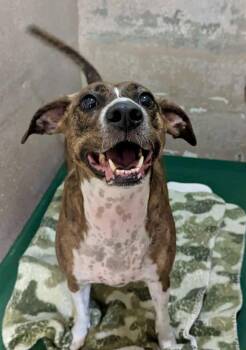 Plott Hound Dogs Available for Adoption in Sebastian, Florida - Ada | PetCurious
