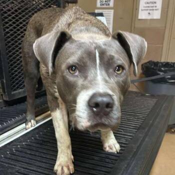 Mixed Breed Dogs Available for Adoption in Gadsden, Alabama - Woochi | PetCurious