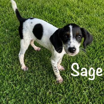Sage -  Mixed Breed Dog for Adoption in Myrtle Beach, South Carolina - Sage | PetCurious