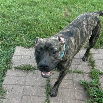 Rory -  Mixed Breed Dog for Adoption in Dekalb, Illinois - Rory | PetCurious