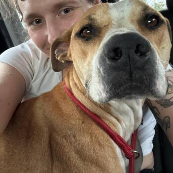 Mixed Breed Dogs Available for Adoption in Volcano, Hawaii - Sassy | PetCurious