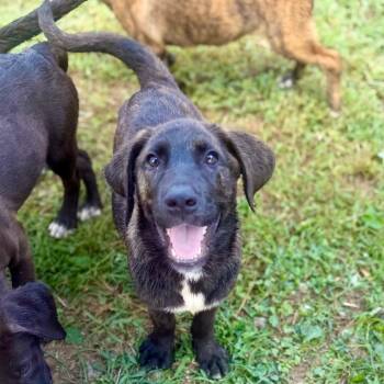 Diandre -  Hound and Labrador Retriever Dog for Adoption in Parrish, Alabama - Diandre | PetCurious