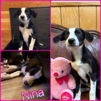 Nina -  Border Collie Dog for Adoption in Idaho Falls, Idaho - Nina | PetCurious