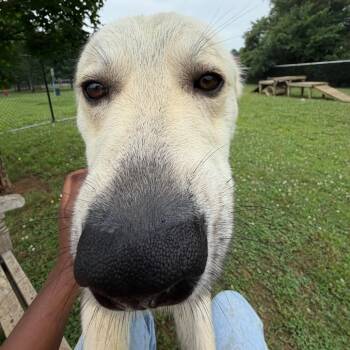 Ruffle Stuff -  Mixed Breed Dog Available for Adoption in Chattanooga, Tennessee - Ruffle Stuff | PetCurious