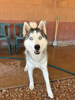 Wallabee -  Husky Dog for Adoption in Hurricane, Utah - Wallabee | PetCurious