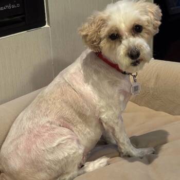 Rescue Schnauzer Dogs for Adoption in Peyton, Colorado - Kizzy (JN25-479) | PetCurious