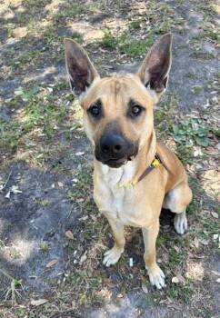 LEXINGTON -  Mixed Breed Dog for Adoption in Jacksonville, Florida - LEXINGTON | PetCurious