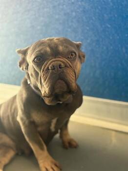 A255430 -  French Bulldog and Mixed Breed Dog for Adoption in Visalia, California - A255430 | PetCurious