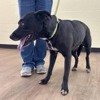 Terrier and Mixed Breed Dogs Available for Adoption in Lyndhurst, Virginia - Zuzu | PetCurious