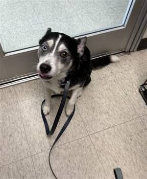 Bella A220166 -  Border Collie Dog for Adoption in Plano, Texas - Bella A220166 | PetCurious