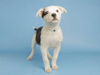 LOLLI -  Pit Bull Terrier Dog for Adoption in Phoenix, Arizona - LOLLI | PetCurious