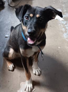Rescue Shepherd and Mixed Breed Dogs for Adoption in Saint James, Minnesota - Tinka | PetCurious