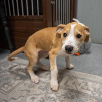 Sophia -  Labrador Retriever and Hound Dog for Adoption in Pawling, New York - Sophia | PetCurious