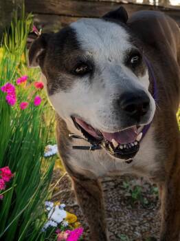 American Bulldog Dogs Available for Adoption in Kingman, Arizona - Gizmo | PetCurious