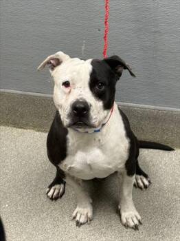 Rescue Pit Bull Terrier Dogs for Adoption in Las Vegas, Nevada - EZRAH | PetCurious