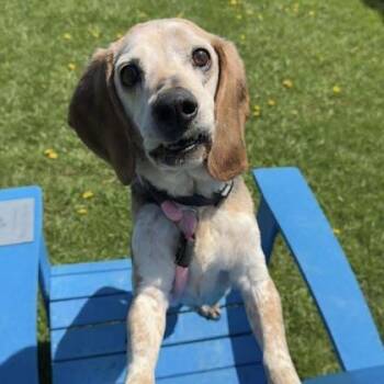 Beagle Dogs Available for Adoption in Philadelphia, Pennsylvania - Cooper | PetCurious