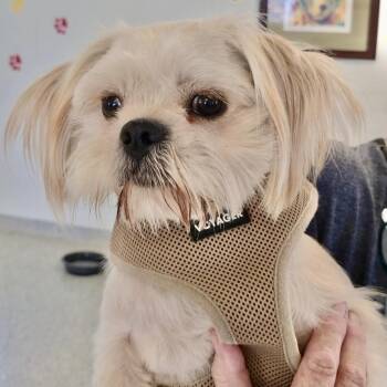Pineapple Turner -  Shih Tzu Dog for Adoption in Plano, Texas - Pineapple Turner | PetCurious