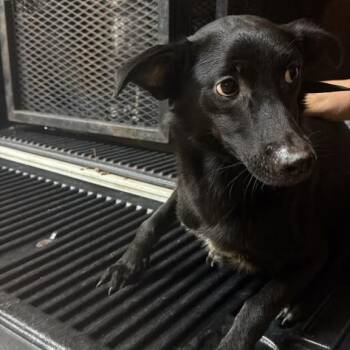 Emily Woof -  Mixed Breed Dog for Adoption in Gadsden, Alabama - Emily Woof | PetCurious