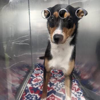 Norbert -  Mixed Breed Dog for Adoption in Bristol, Indiana - Norbert | PetCurious