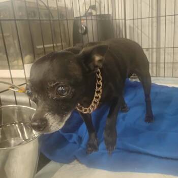 Joshy -  Chihuahua and Mixed Breed Dog for Adoption in Dover, Arkansas - Joshy | PetCurious
